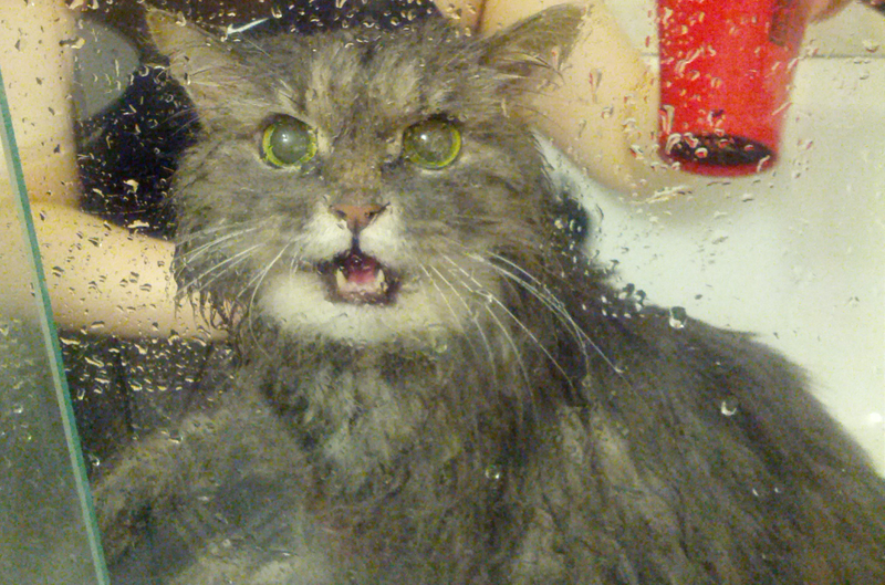 Illustration for article titled If you give a cat a bath...